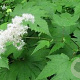 Filipendula kamtschatica GM P9
