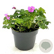Geranium sang. 'Max Frei' GM 2,0L