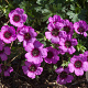 Geranium cin. Jolly Jewel Violet GM P9