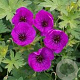 Geranium 'Little David' GM P9