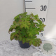 Geranium macr. 'Spessart' GM 2,0L