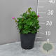 Geranium sanguineum GM 2,0L