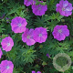 Geranium sang. 'New Hampsh. Purple' GM P9