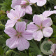 Geranium sang. 'Pink Pouffe' GM P9