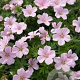 Geranium sang. 'Pink Pouffe' GM P9