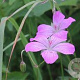 Geranium yesoense nipponicum GM P9