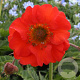 Geum coccineum 'Red Wings' GM P9