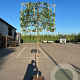 Prunus lusitanica 'Brenelia' 8-10 HO cont. 55L lei 120x120