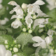 Lamium mac. 'White Nancy' GM P9