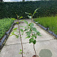 Prunus padus 80-100 cm 2,0L