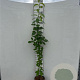 Prunus padus 150-175 cm 5,0L