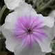 Lychnis coronaria 'Oculata' GM P9