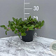 Persicaria aff. 'Darjeeling Red' GM 2,0L