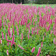 Persicaria aff. 'Donald Lowndes' GM P9