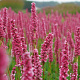 Persicaria aff. 'Donald Lowndes' GM P9