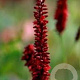 Persicaria a. Bloody Mary GM P9