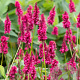 Persicaria a. 'Heutinck' GM P9