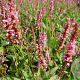 Persicaria a. 'High Society' GM P9