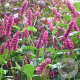 Persicaria a. 'Inverleith' GM P9