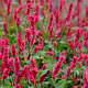 Persicaria a. 'JS Calor' GM P9