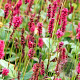 Persicaria a. 'JS Calor' GM P9