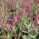 Persicaria a. 'Seven Oaks Village' GM P9