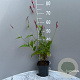 Persicaria a. 'Speciosa' GM 2,0L