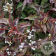 Persicaria micr. 'Red Dragon' GM P9