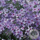 Phlox div. 'Chattahoochee' GM P9