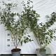 Prunus spinosa 60-80 cm 2,0L