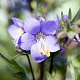 Polemonium y. 'Polbress' GM 2,0L