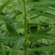Polygonatum verticillatum GM P9