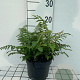 Polystichum set. 'Dahlem' GM 2,0L