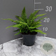 Polystichum set. 'Dahlem' GM 2,0L