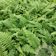Polystichum set. 'Dahlem' GM 2,0L