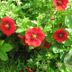 Potentilla 'Flamenco' GM P9