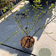 Prunus spinosa 60-80 cm 5,0L