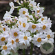 Primula japonica 'Alba' GM P9