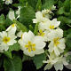 Primula vulgaris GM P9