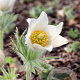 Pulsatilla v. 'Alba' GM P9