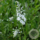 Veronica gent. 'Pallida' GM P9