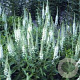 Veronica spic. 'Alba' GM P9