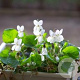 Viola odorata 'Reine des Neiges' GM P9