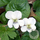 Viola sororia 'Albiflora' GM P9