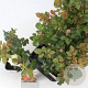 Rosa (F) Floriana 10-15 cm C1.5
