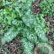 Arum italicum 'Marmoratum' GM P9