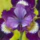 Iris sib. 'Contrast in Styles' GM P9
