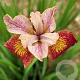 Iris sib. 'Paprikash' GM P9