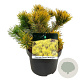 Pinus mugo 'Carsten's Wintergold' 20-25 cm