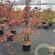 Acer pal. 'Atropurpureum' 100-125 cm 12L